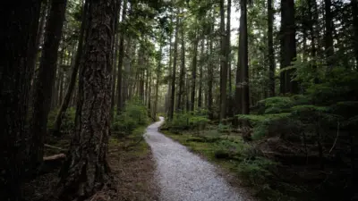 Foret