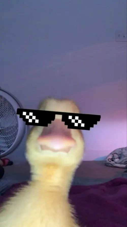 Canard fonds d’écran HD 4K pour téléphone