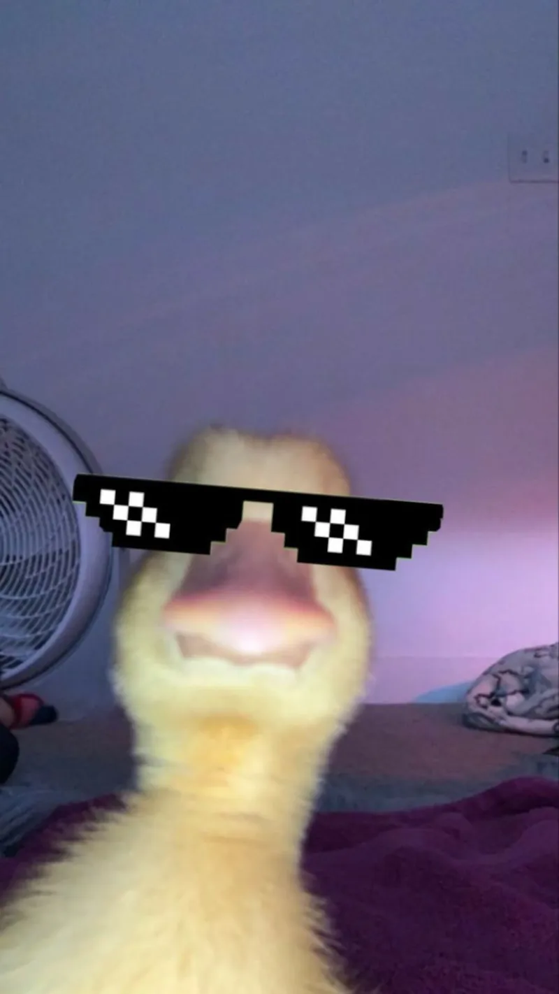 Duck