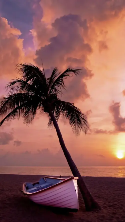 Plage, Palmier fonds d’écran HD 4K pour téléphone