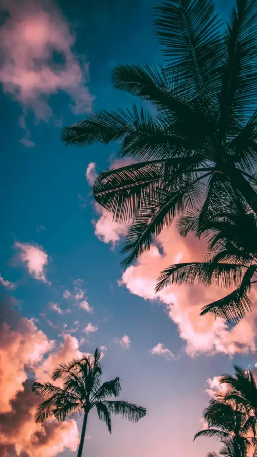 Palm tree, Summer