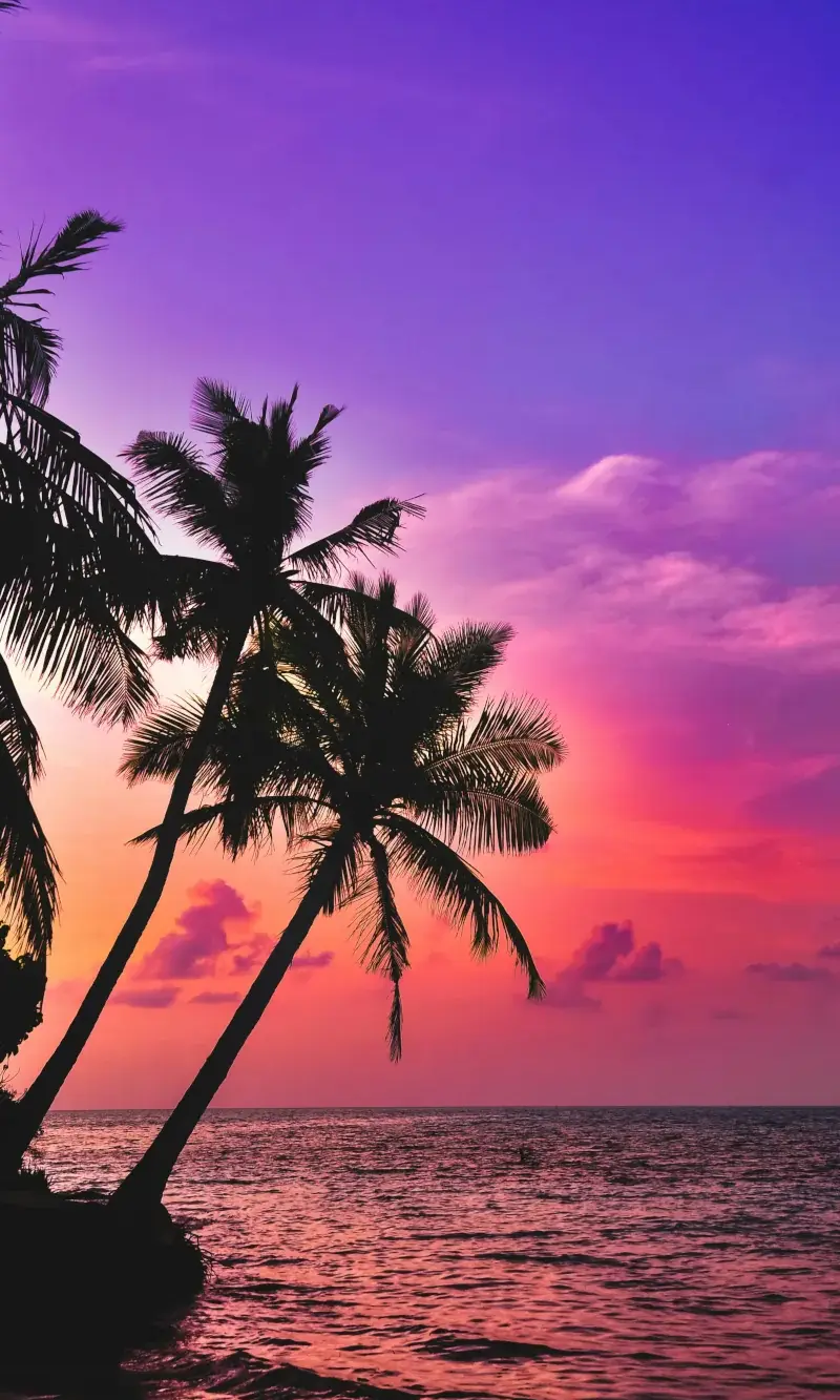 Beach, Palm tree