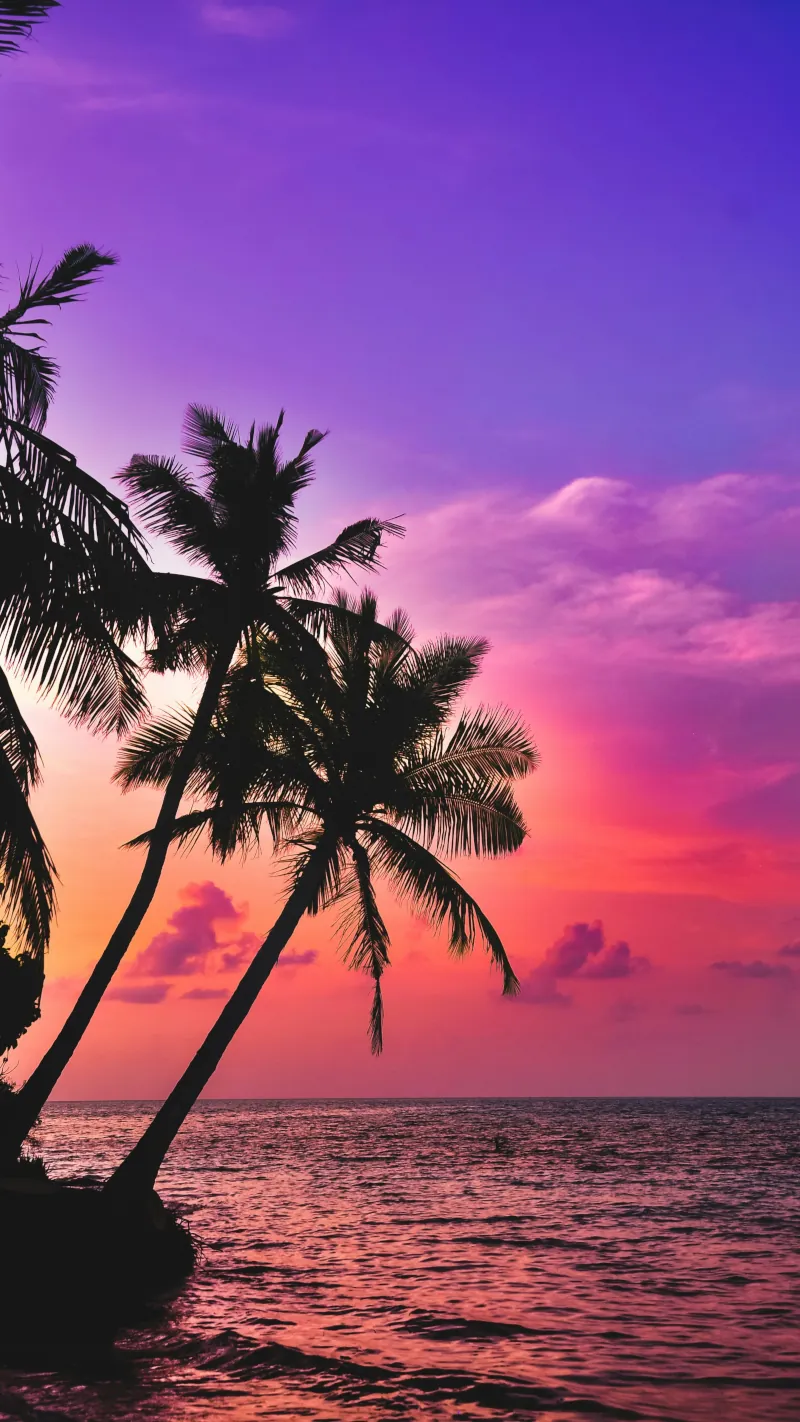 Beach, Palm tree