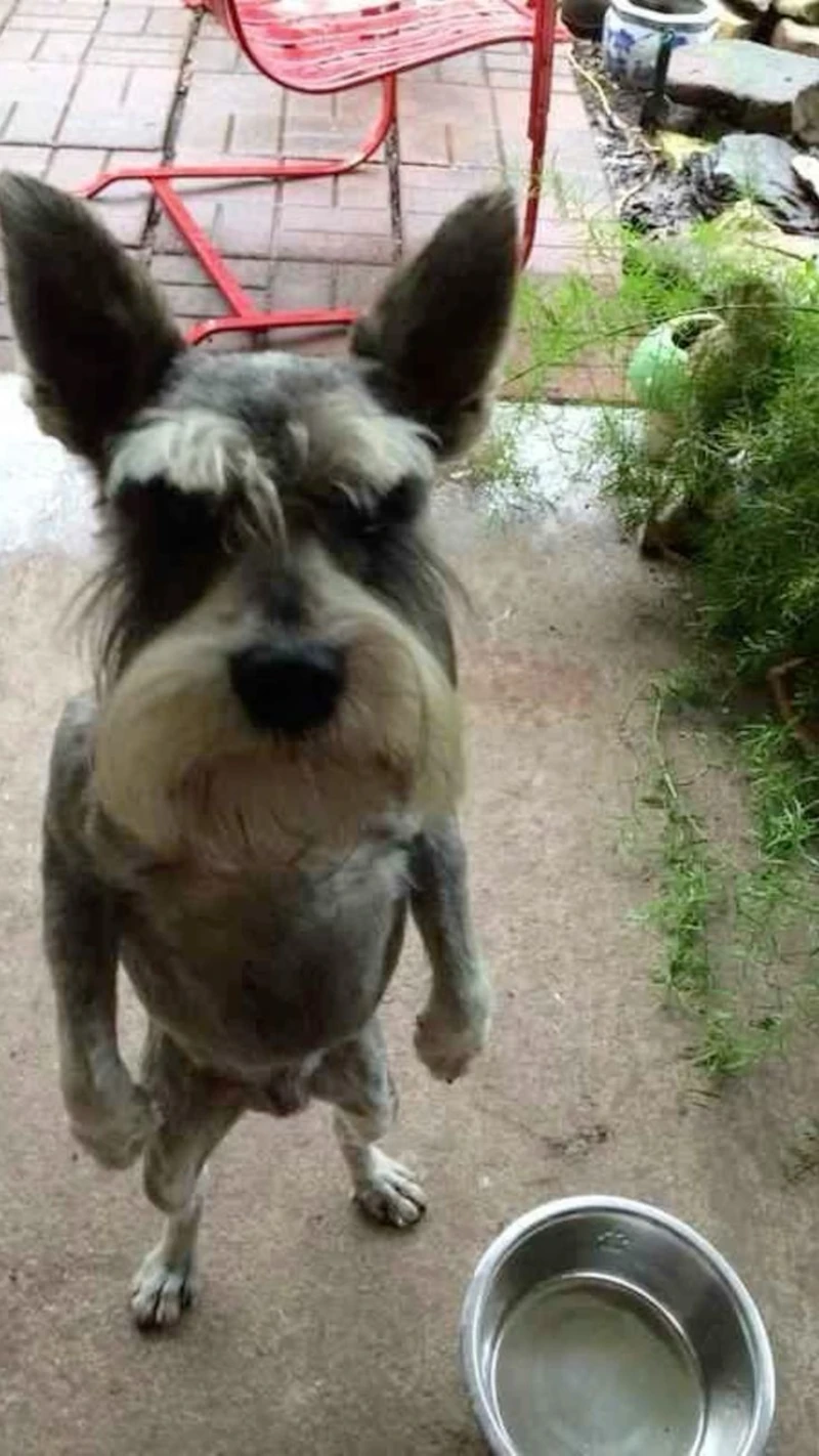 Funny dog