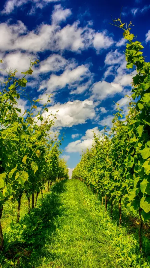 Grape vine