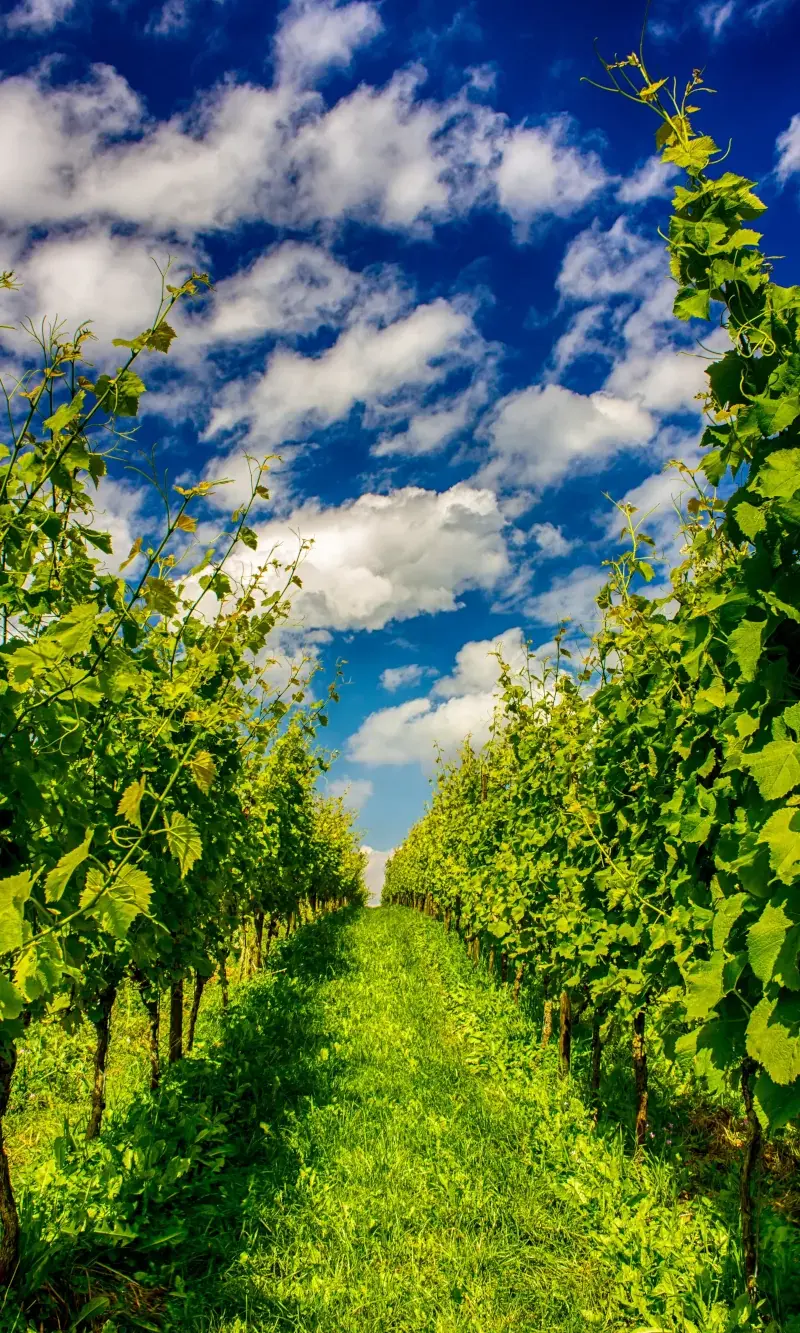 Grape vine