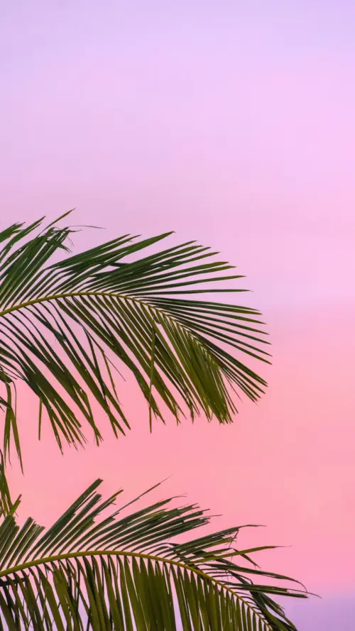 Palmer wallpaper HD 4K for phone