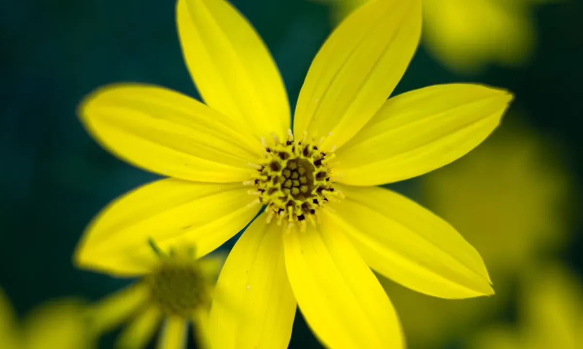 Fleur jaune wallpaper