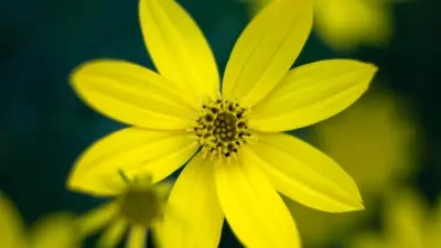 Fleur jaune wallpaper