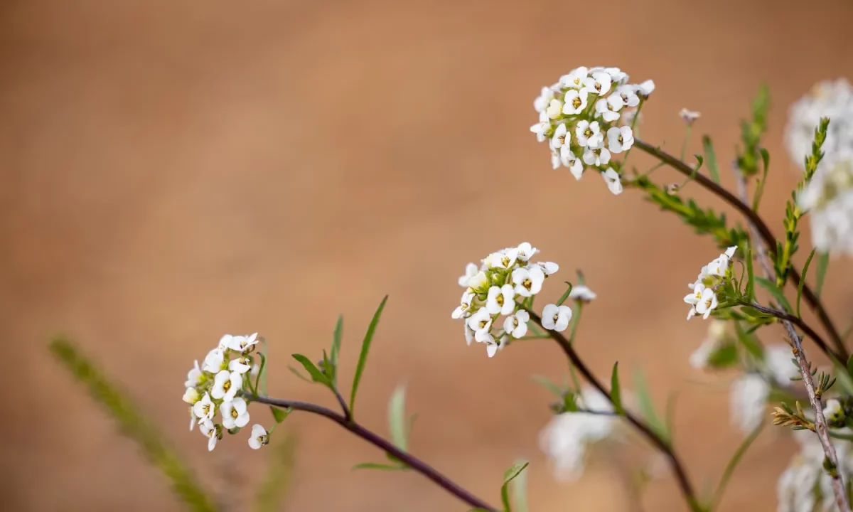 Flowers wallpaper