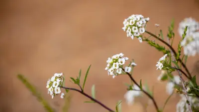 Fleur wallpaper
