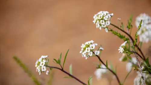 Fleur wallpaper fonds d’écran HD 4K pour ordinateur