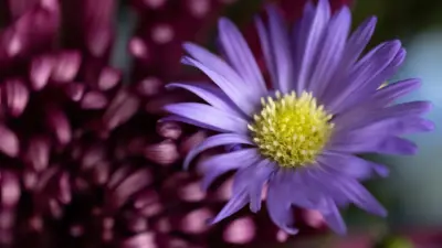 Fleur violet wallpaper