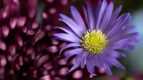 Fleur violet wallpaper fonds d’écran HD 4K pour ordinateur