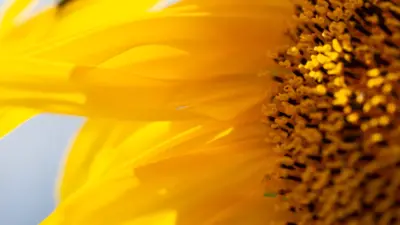 Yellow Flower