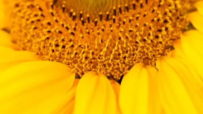 Sunflower flower