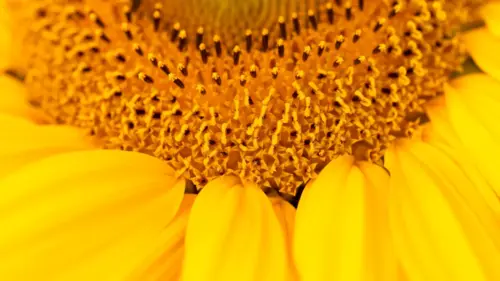 Fleur de tournesol fonds d’écran HD 4K pour ordinateur
