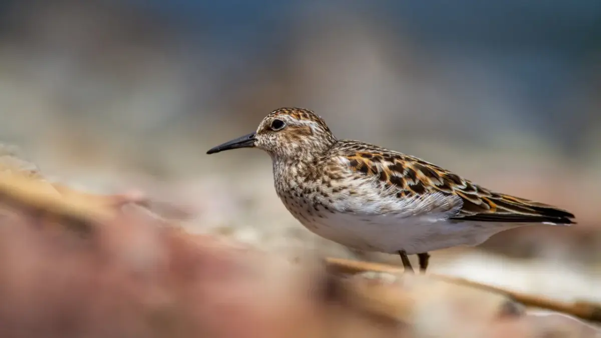 Oiseaux sur une branche