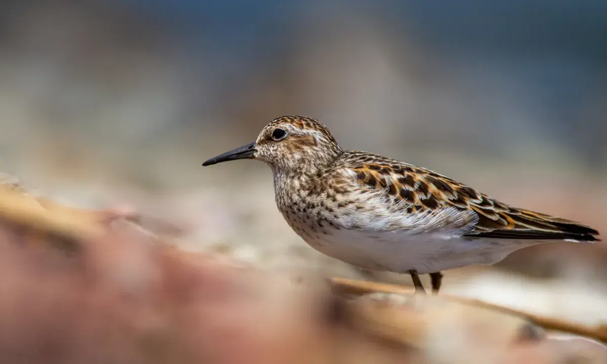 Oiseaux sur une branche