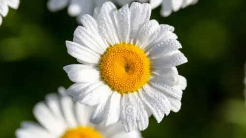 Marguerite blanche fonds d’écran HD 4K pour ordinateur