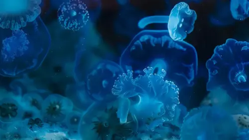 Lumières océaniques fonds d’écran HD 4K pour ordinateur