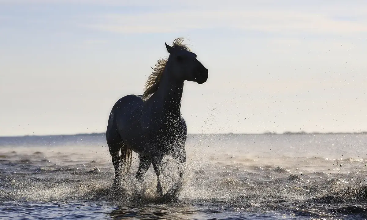 Cheval qui court sur la plage
