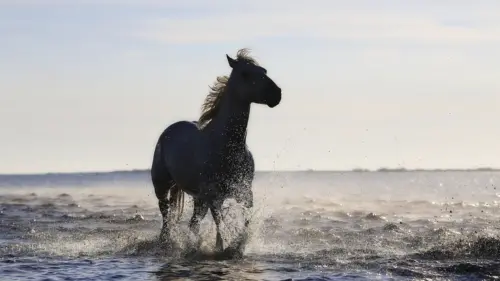 Horse running on the beach wallpaper HD 4K for desktop