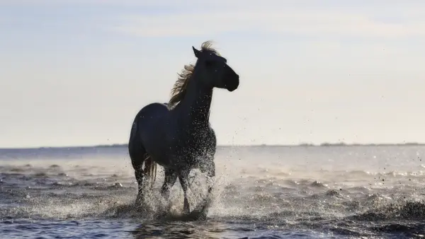 Horse running on the beach