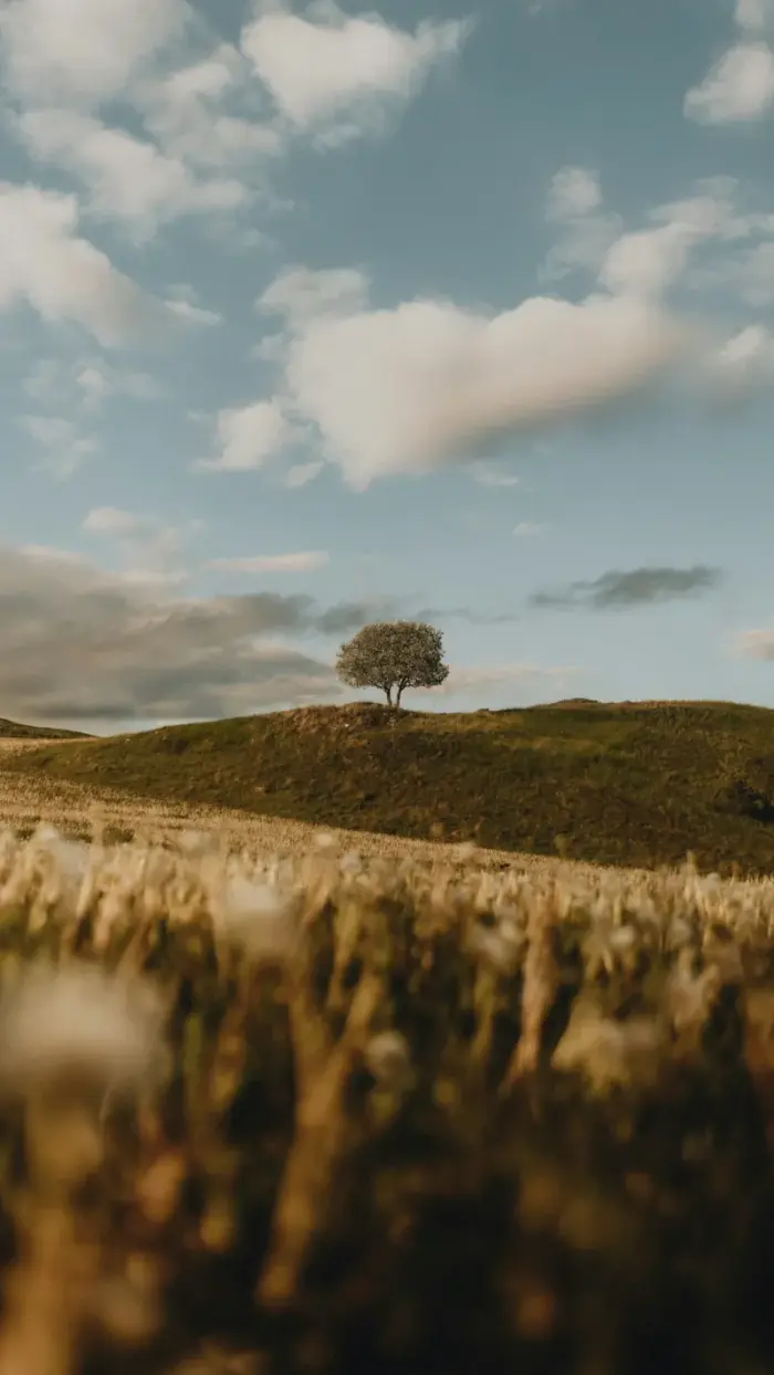 Lonely tree in a field