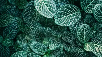 Feuillage vert Nature et Design Esthétique