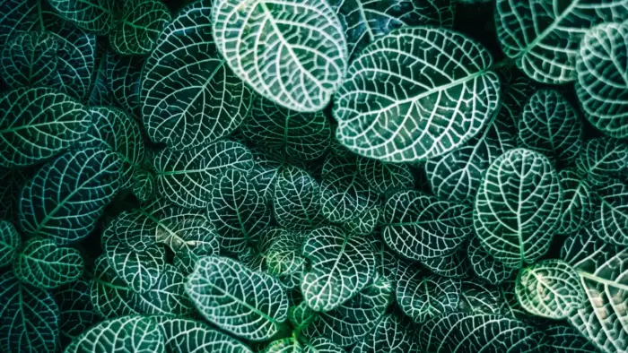 Green Foliage Nature and Design Aesthetics