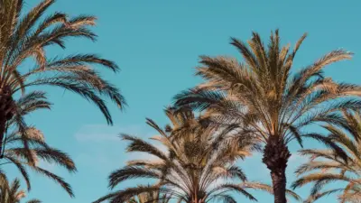 Photographie Palmier Tropical