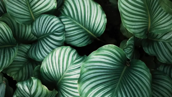 Tropical Leaves Background for PC