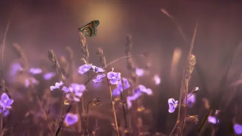 Butterfly and Purple Flower Photography
