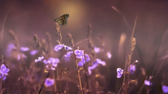 Butterfly and Purple Flower Photography