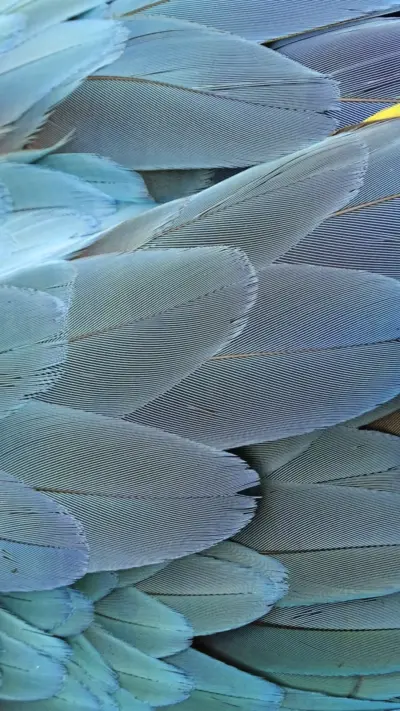 Plumes bleues détaillées, Image haute définition