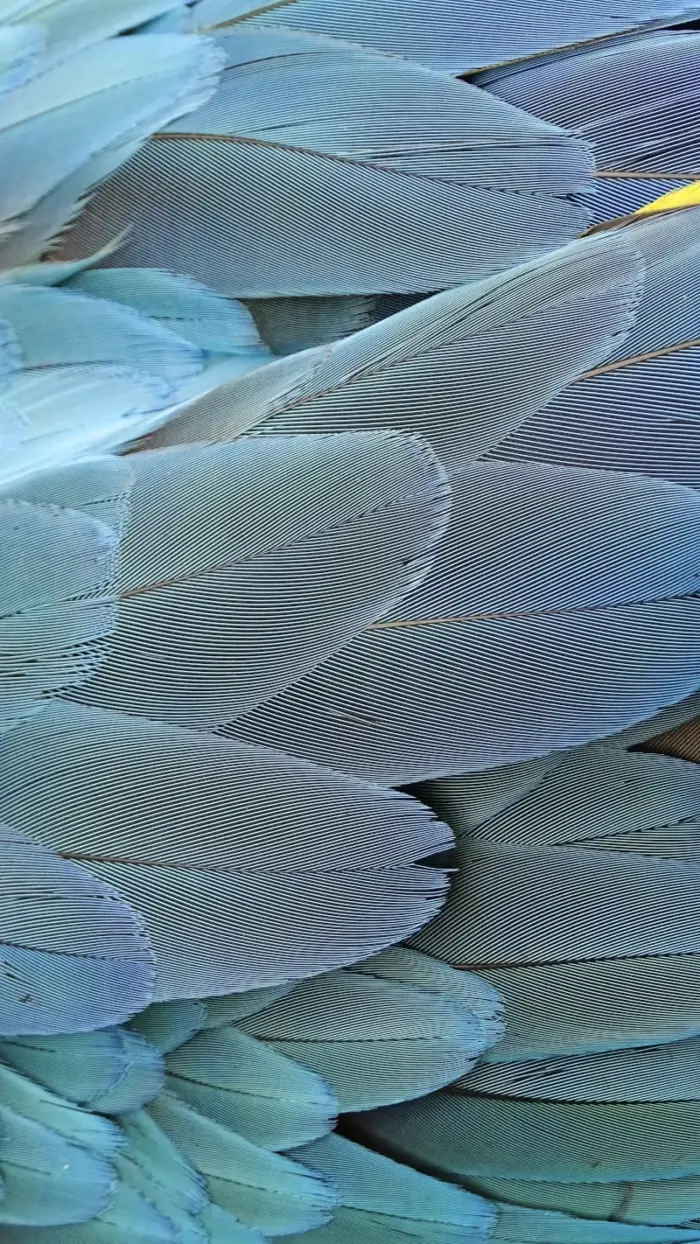 Plumes bleues détaillées, Image haute définition