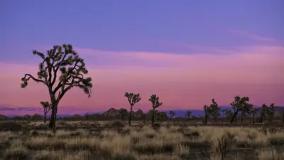Coucher de Soleil Rose dans le Désert