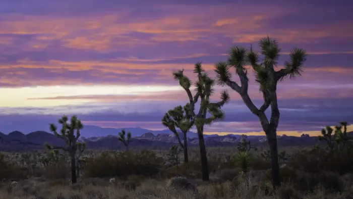 Sunset in the Desert