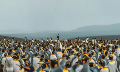 Colony of King Penguins on a Wild Beach wallpaper HD 4K for desktop
