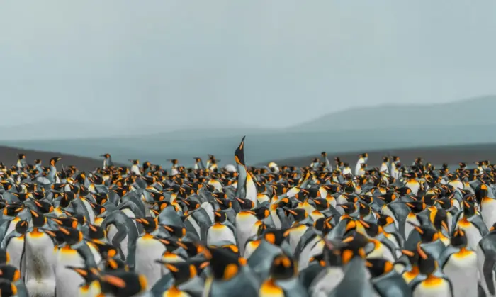 Colonie de Manchots Royaux sur une Plage Sauvage