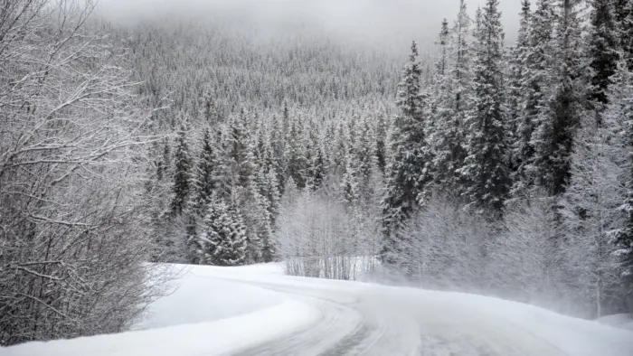 Landscape and snow-covered forest