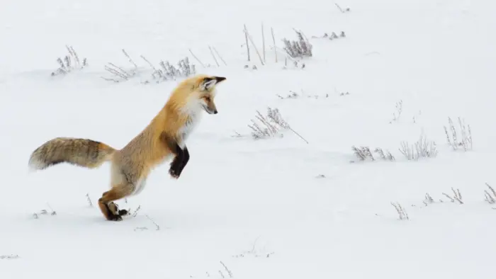 Photograph of a fox in the snow