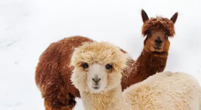 Alpagas dans la Neige