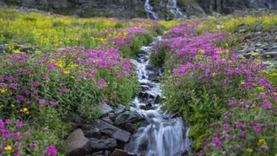 Mountain stream and wildflowers