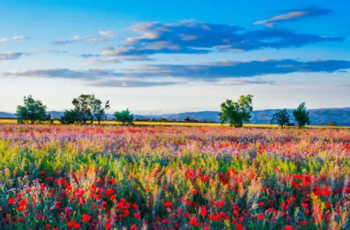Field of colorful flowers wallpaper HD 4K for desktop