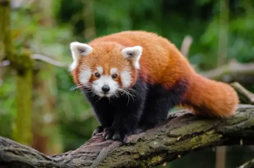 Red panda on a branch wallpaper HD 4K for desktop