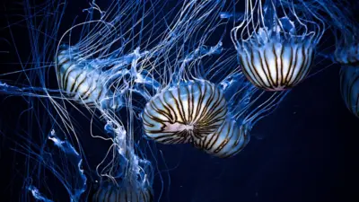 Méduses lumineuses