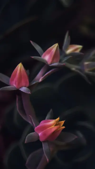 Arrière plan floral sombre