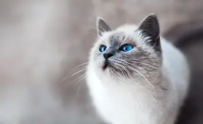 Chat blanc au yeux bleu